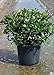 Photo Snow White Indian Hawthorn (2.4 Gallon) White Blooming Evergreen Shrub - Full Sun Live Outdoor Plant review