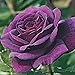 Foto Tesoros jardinería al aire libre,Semilla de rosa,Decoración en macetas balcón,Hermosas flores ornamentales-100 Pcs revisión