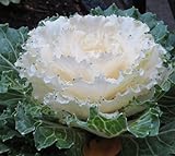 20 Flowering kale Seeds- Nagoya White’ Ornamental filler ,flower bed,. Photo, new 2024, best price $5.82 review