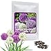 Foto Ajo ornamental gigante (Allium giganteum), paquete mixto de flores violetas y blancas, planta resistente al frío, 1 bolsa 60 semillas revisión