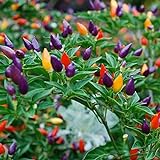 50Pcs Vegetable Ornamental Pepper Seeds for Planting 5 Color Pepper Plant Seeds Rainbow Plant Vegetable Seed ,for Growing Seeds in The Garden or Home Vegetable Garden Photo, new 2024, best price $8.99 review