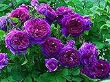 100 piezas de semillas de rosas trepadoras flor ornamental perenne semillas de rosas trepadoras púrpuras para jardín balcón terraza Foto, nuevo 2024, mejor precio 4,99 € revisión
