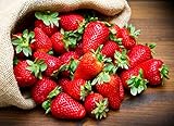 KIRA SEEDS - Fresca Strawberry Giant - Everbearing Fruits for Planting - GMO Free Photo, new 2024, best price $8.96 ($0.45 / Count) review