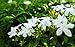 Photo Lot de 10 graines de jasmin (gardénia jasminodes) - Arbuste exotique parfumé - Pollinate ouverte rare, belle fleur de bonsaï. examen