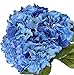 Photo Nikko Blue Hydrangea Shrub-Bare Root-Healthy Plant- 2 Pack by Growers Solution review