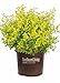 Photo Sunshine Ligustrum (3 Gallon) Evergreen Shrub with Bright Yellow Foliage - Full Sun Live Outdoor Plant - Southern Living Plants review