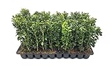 Green Mountain Boxwood - 10 Live Plants - Buxus - Fast Growing Cold Hardy Formal Evergreen Shrub Photo, new 2024, best price $54.98 review