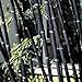 Foto Semillas para jardinería, 100 semillas de bambú de Phyllostachys Pubescens para decoración ornamental de plantas de jardín, semillas de bambú negro revisión
