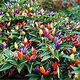 Vegetable Seed Ornamental Mini Hot Pepper Seeds 50+ Bonsais Colorful Upward Pepper Seeds Photo, new 2024, best price $7.90 review