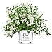 Photo Proven Winners - Deutzia Yuki Snowflake (Yuki Snowflake Deutzia) Shrub, white flowers, #3 - Size Container review