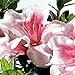 Photo Encore Azalea Autumn Chiffon (1 Gallon) Pink Flowering Shrub - Full Sun Live Outdoor Plant review