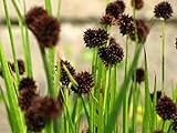 Juncus Ensifolius - (10 Seeds) Dwarf Rush,Ornamental Grass, Swordleaf Rush. Photo, new 2024, best price $2.95 review