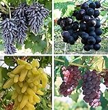 Natural Fruit Seeds Multi-Varieties Grape Seedsfruit Seeds 30Pcs Photo, new 2024, best price $7.89 review