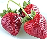 zellajake Fresh Delicious Strawberries 400+ Seeds (Fragaria x ananassa) Photo, new 2024, best price $7.99 review