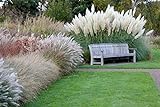 Giant White Pampas Grass Seeds - 100 Seeds - Ornamental Grass for Landscaping or Decoration - Made in USA Photo, new 2024, best price $8.09 ($0.08 / Count) review