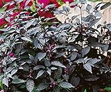 David's Garden Seeds Pepper Ornamental Twilight 3448 (Purple) 25 Non-GMO, Open Pollinated Seeds Photo, new 2024, best price $3.95 review