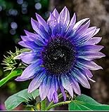 Sunflower Seeds for Planting 50 Pcs Seeds Rare Exotic Purple Garden Seeds Sunflowers Photo, new 2024, best price $9.90 ($0.20 / Count) review