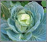 50+ Cabbage- Copenhagen Market Seeds, Heirloom, Non GMO Seed Tasty Healthy Veggie Photo, new 2024, best price $2.29 ($0.05 / Count) review