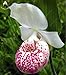 Foto 100 piezas de 20 tipos de semillas de orquídeas perenne de flores en macetas de plantas ornamentales Bansai Semillas para el balcón & Plant patio del jardín de DIY Negro revisión
