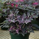 Ornamental Pepper Purple Flash Seeds - Flower Seeds Package - 100 Seed Package Photo, new 2024, best price $17.79 review