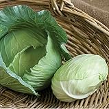 David's Garden Seeds Cabbage Tendersweet 9983 (Green) 50 Non-GMO, Hybrid Seeds Photo, new 2024, best price $3.45 review