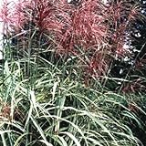 10 RED MAIDEN GRASS Miscanthus Sinensis Plumes Ornamental Flower SeedsComb S/H Photo, new 2024, best price $3.00 review