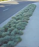 300 BLUE FESCUE,Ornamental Grass Seeds - Festuca glauca - Perennial Photo, new 2024, best price $5.85 review