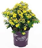 First Editions - Hypericum inodorum Red Star (St. Johns Wort) Shrub, red fruit, #2 - Size Container Photo, new 2024, best price $32.99 review