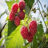 Josephine Raspberry - 2 Red Raspberry Plants - Everbearing - Organic Grown - Photo, new 2024, best price $29.95 review