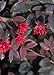 Photo Red Diamond Loropetalum (2 Gallon) Flowering Evergreen Shrub with Purple Foliage - Full Sun to Part Shade Live Outdoor Plant - Southern Living Plants review