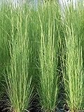 Perennial Farm Marketplace Andropogon virginicus (Broom Sedge) Ornamental Grass, Size-#1 Container, Green/Dark Red-Purple Foliage Photo, new 2024, best price $14.43 review