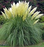 Fresh Seeds - White Pampas Grass Seeds, Heirloom Ornamental Grass Seeds, Feathery Blooms 50ct Photo, new 2024, best price $9.00 ($0.18 / Count) review
