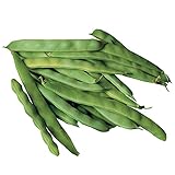 Burpee Roma II Bush Bean Seeds 2 ounces of seed Photo, new 2024, best price $6.63 ($3.32 / Ounce) review