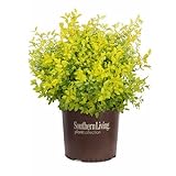 Southern Living Sunshine Ligustrum 2 Gallon Photo, new 2024, best price $29.98 review