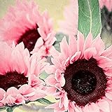 15 semillas de girasol rosa – semillas de flores de jardín, bonsái, decoración del hogar y la oficina Foto, nuevo 2024, mejor precio 2,34 € revisión