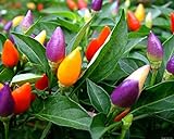NIKA SEEDS - Vegetable Ornamental Pepper Mix Indoor Decorative Rainbow Plant - 30 Seeds Photo, new 2024, best price $7.95 review
