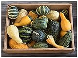 David's Garden Seeds Gourd Ornamental Blend 7911 (Multi) 25 Non-GMO, Open Pollinated Seeds Photo, new 2024, best price $3.95 review