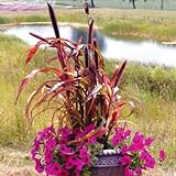 Ornamental Millet Jester Seeds - UNTREATED - F1 - (Hybrid Seeds Bred for Beauty and-or Heartiness) Seeds - UNTREATED - 100 Seeds Photo, new 2024, best price $21.99 ($0.22 / Count) review