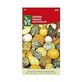 Calabazas ornamentales mezcla de frutos pequeños - semillas de flores Foto, nuevo 2024, mejor precio 4,45 € revisión