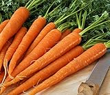 Pelleted - Tendersweet Carrot Seeds - Pelleted - Wow!! These are Sooooo Good!!!!(100 - Seeds) Photo, new 2024, best price $10.99 ($0.11 / Count) review