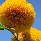 Teddy Bear Sunflower Seeds | 20 Seeds | Exotic Garden Flower | Sunflower Seeds for Planting | Great for Hummingbirds and Butterflies Photo, new 2024, best price $6.96 ($0.35 / Count) review