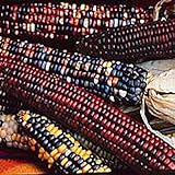 Indian Ornamental Corn (Small Kernels) Seeds (20+ Seeds) | Non GMO | Vegetable Fruit Herb Flower Seeds for Planting | Home Garden Greenhouse Pack Photo, new 2024, best price $3.69 ($0.18 / Count) review