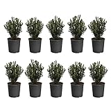 Brighter Blooms Green Velvet Boxwood Shrub - 10 Plants in 1 Gallon Pots Photo, new 2024, best price $199.99 review