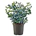 Photo Shrub O'Neal Blueberry, 1 Gallon, Deep Green Foliage with Rich Blue Berries review