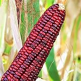 TomorrowSeeds - Bloody Butcher Red Corn Seeds - 30+ Count Packet - Jimmy Red Moonshine Sweet Dent Indian Ornamental Maize Glass Gem Photo, new 2024, best price $3.80 ($0.13 / Count) review