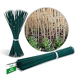 Novatool 100 varillas de madera de bambú, 70 cm x 6 mm, color verde, para plantas Foto, nuevo 2024, mejor precio 19,95 € revisión