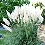 4 White Pampas Grass Plugs , Mature Plants Ornamental Grasses Perennial Sale Photo, new 2024, best price $61.00 review