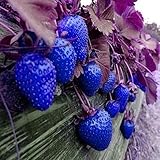 MITRAEE 100pcs Blue Strawberry Fruit Seeds Photo, new 2024, best price $9.90 review