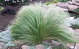 Stipa tenuissima Seeds - Mexican Feather Grass, Perennial Ornamental Grass(500 Seeds) Photo, new 2024, best price $12.95 review