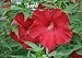 Photo 10Pièces graines d'hibiscus rouge hiver arbuste rustique variété spéciale non-OGM Heirloom fleur graines intérieur extérieur plantation facile à germer forte adaptabilité profiter du paysage de examen